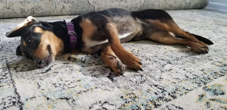 Bean, a Dachshund and Poodle (Small) mix tested with EmbarkVet.com