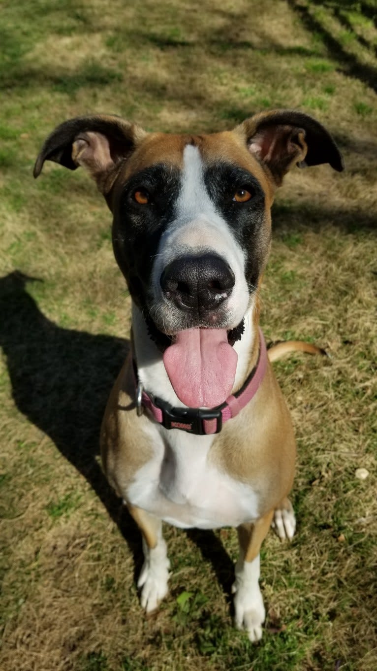 Rizzo, a Great Dane and German Shepherd Dog mix tested with EmbarkVet.com