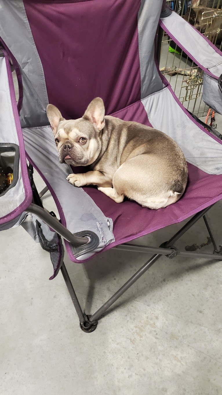 Pipes, a French Bulldog tested with EmbarkVet.com