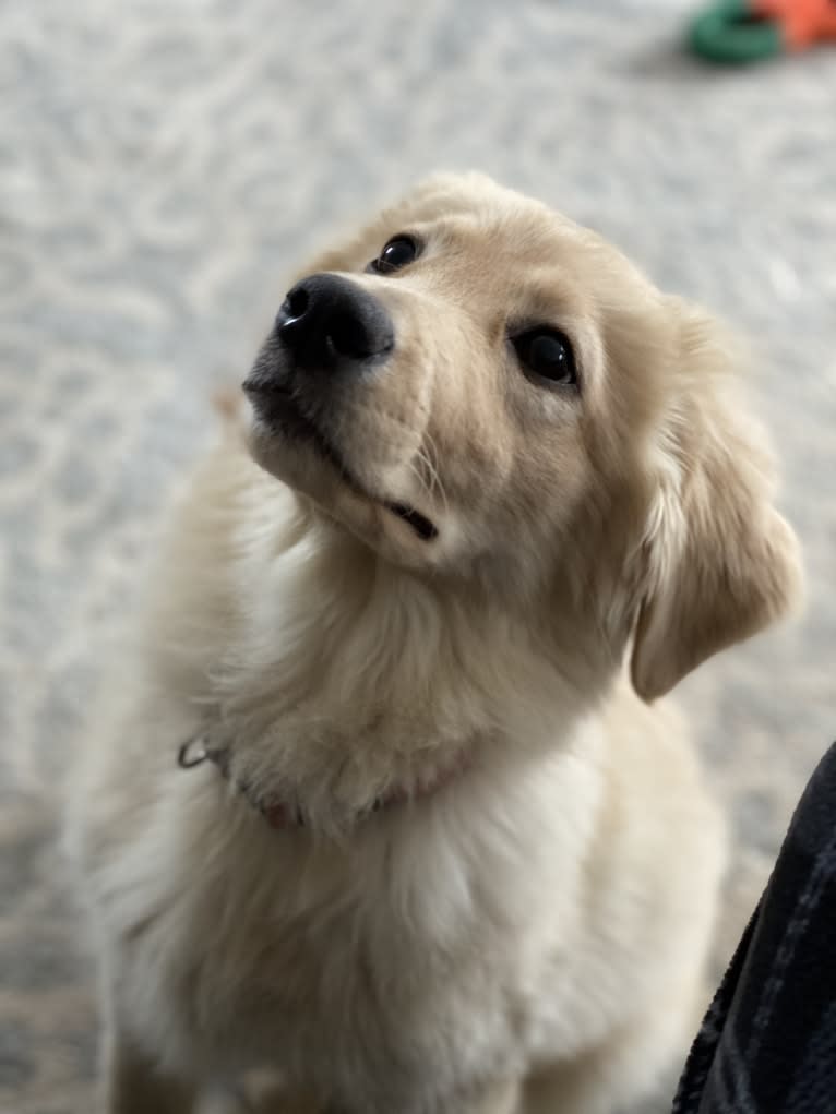 Puff, a Labrador Retriever and Golden Retriever mix tested with EmbarkVet.com