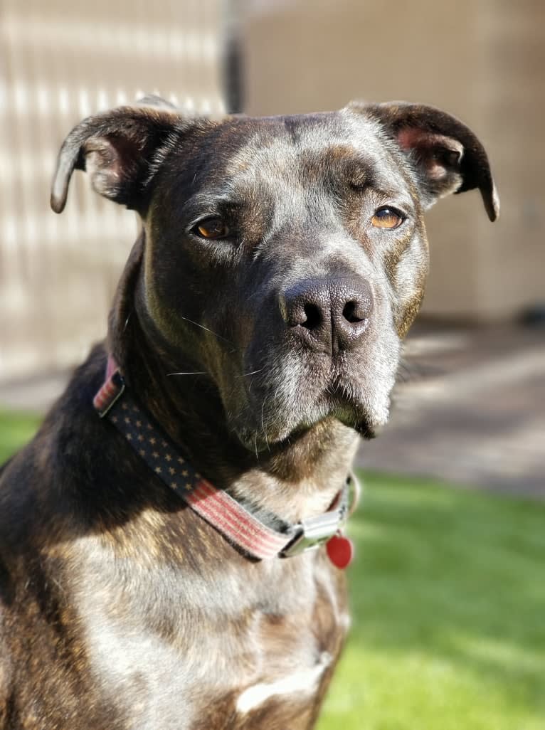 Zeke, an American Pit Bull Terrier and Great Dane mix tested with EmbarkVet.com