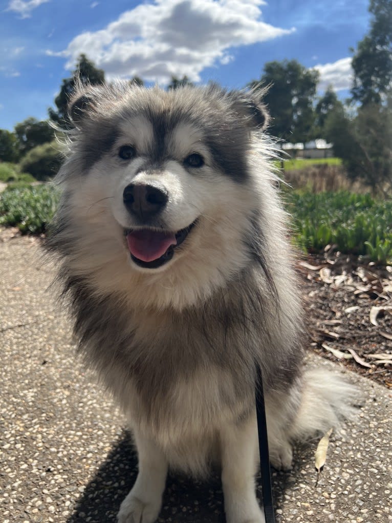 Sophie, a Finnish Lapphund tested with EmbarkVet.com