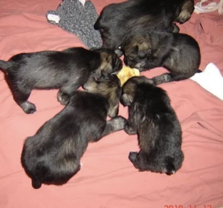 Watson, a Standard Schnauzer tested with EmbarkVet.com