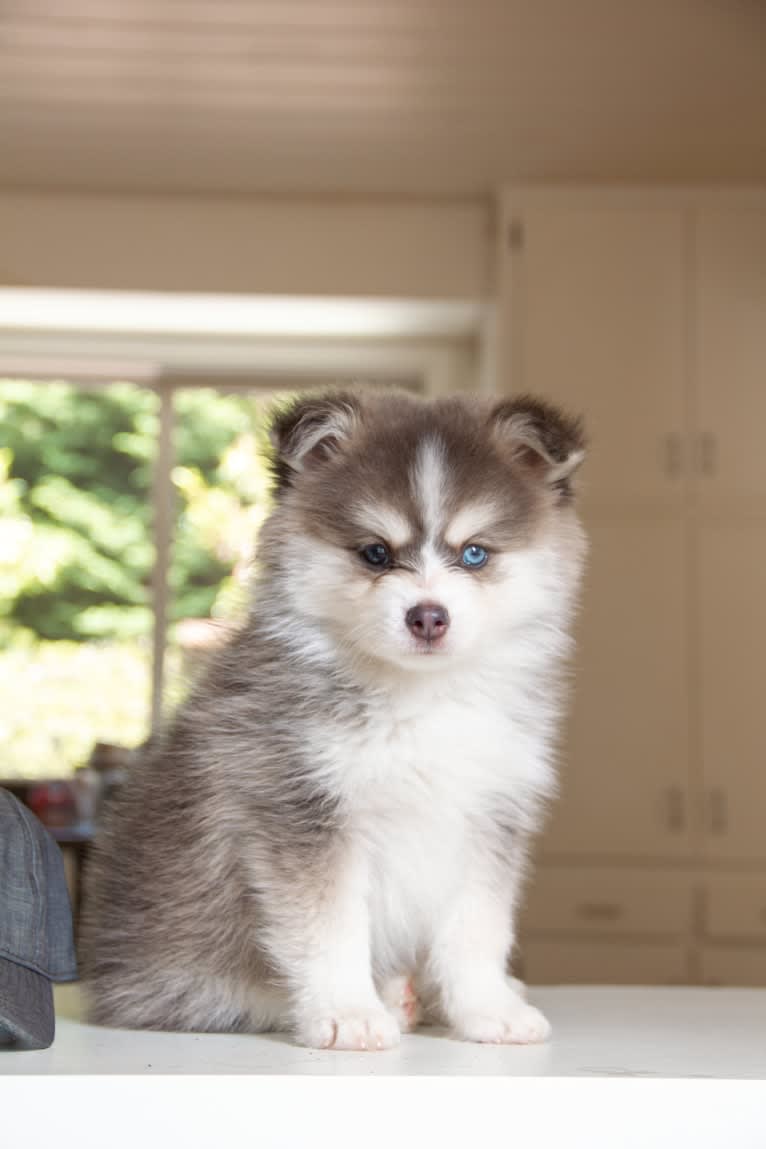 Oakly, a Pomsky tested with EmbarkVet.com