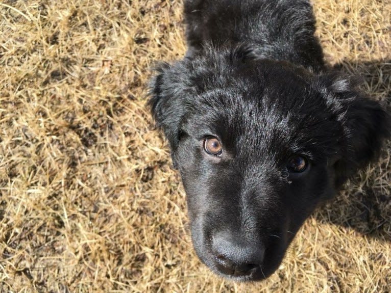 Aloe Vera, a Rottweiler and Border Collie mix tested with EmbarkVet.com