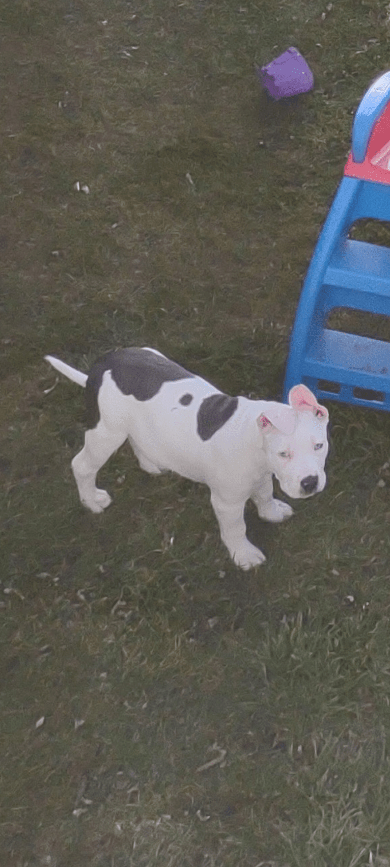 Khaleesi, an American Bully tested with EmbarkVet.com