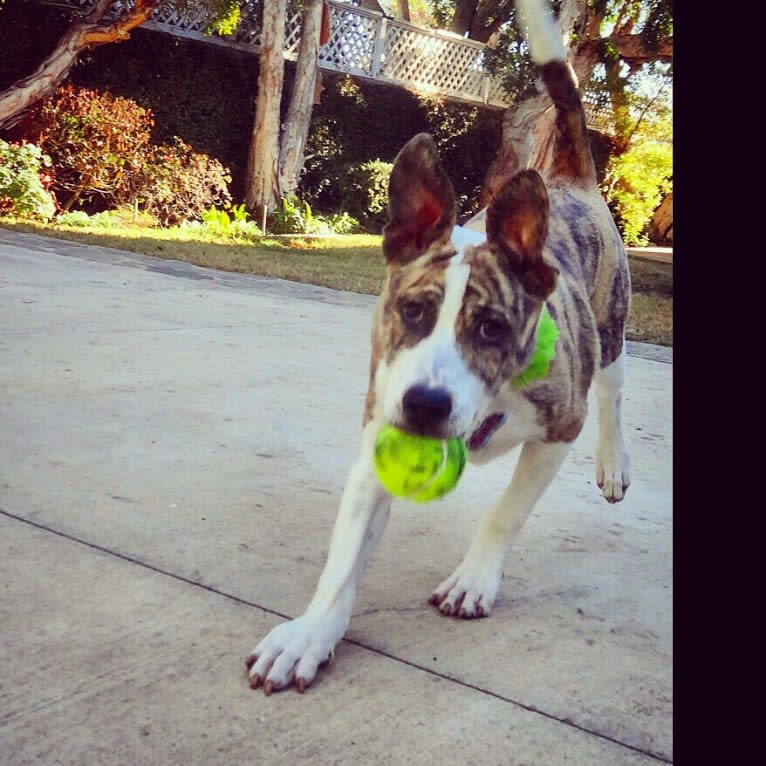 Maeby, an American Pit Bull Terrier and Chow Chow mix tested with EmbarkVet.com