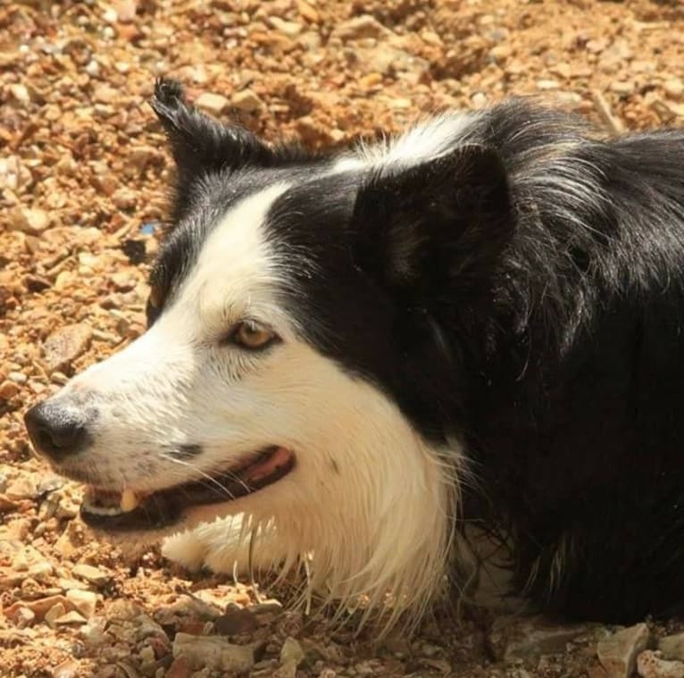 Ripper, a Border Collie tested with EmbarkVet.com