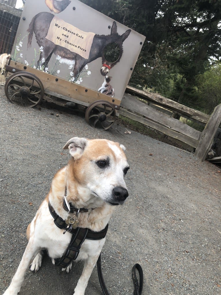 Chico, an Australian Cattle Dog and Rottweiler mix tested with EmbarkVet.com