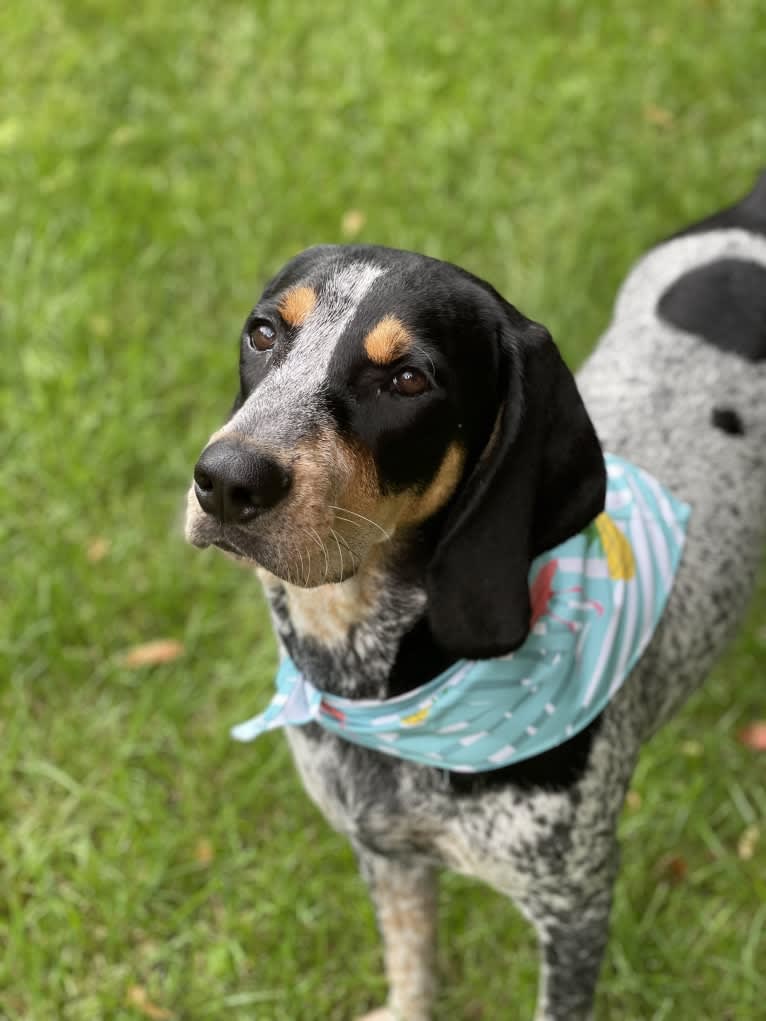 Bell, a Bluetick Coonhound tested with EmbarkVet.com