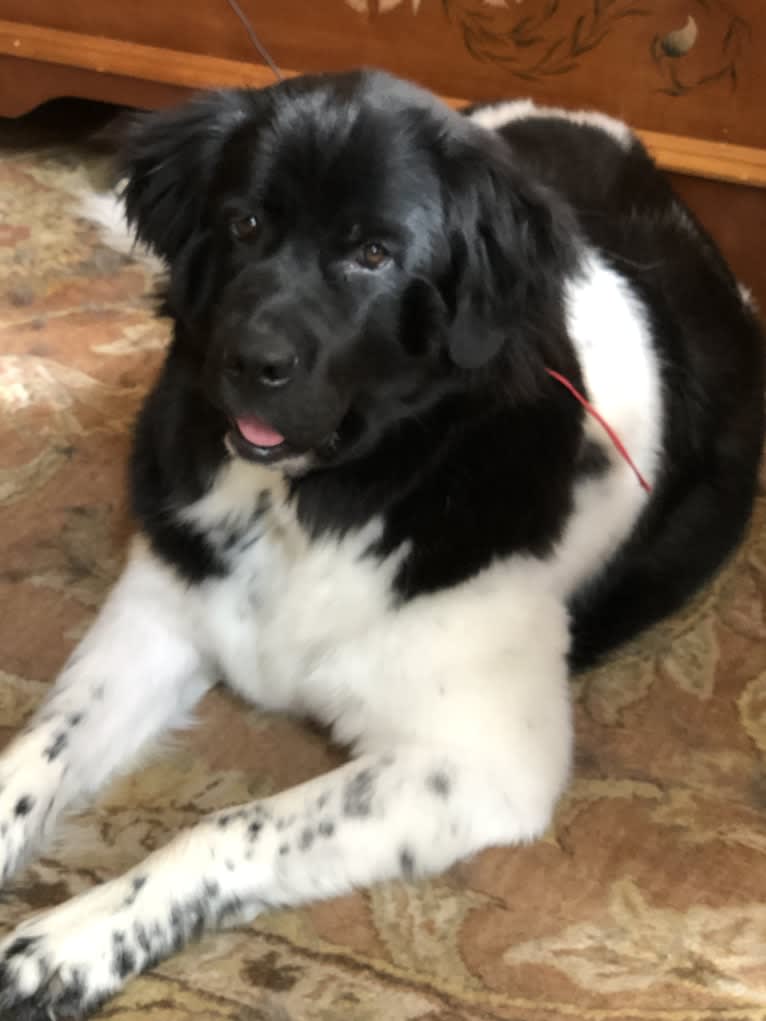 Luna, a Newfoundland tested with EmbarkVet.com