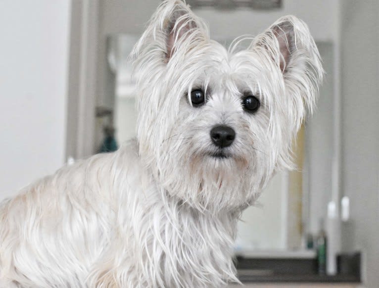 Willow, a Cairn Terrier and Maltese mix tested with EmbarkVet.com