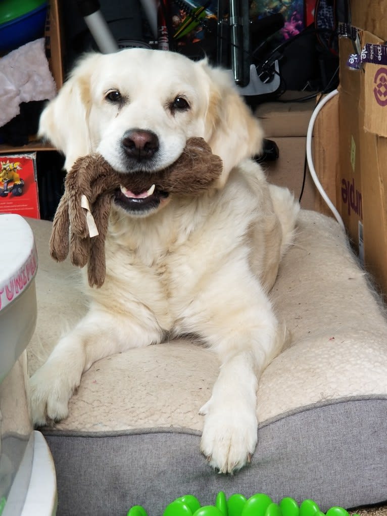 Juniper, a Golden Retriever tested with EmbarkVet.com