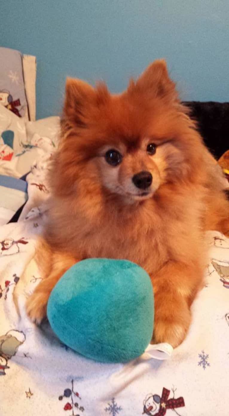 Zeke, a Pomeranian tested with EmbarkVet.com