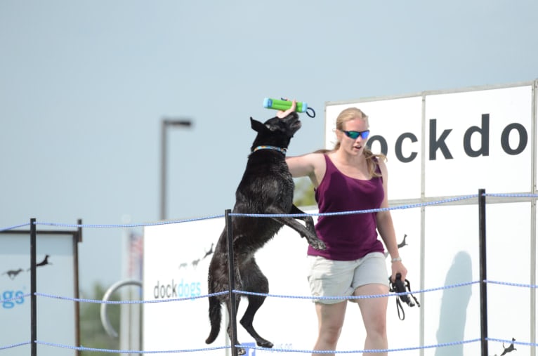 Schimpf's Addicted to the Game ("Addie"), a Labrador Retriever and German Shepherd Dog mix tested with EmbarkVet.com