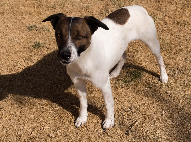 Tac, a Border Collie and Border Terrier mix tested with EmbarkVet.com