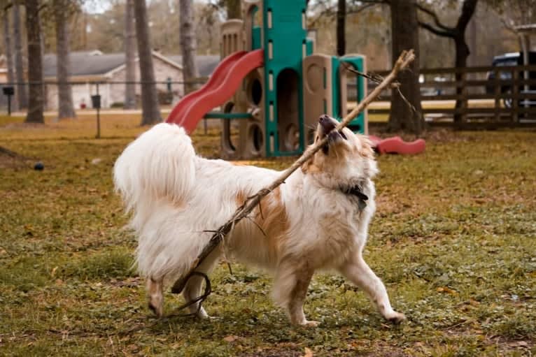 Wendy, a Great Pyrenees and American Pit Bull Terrier mix tested with EmbarkVet.com