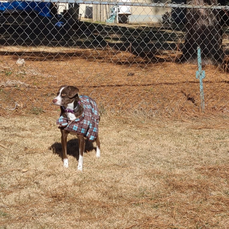 Hershey, a Chihuahua and Boxer mix tested with EmbarkVet.com