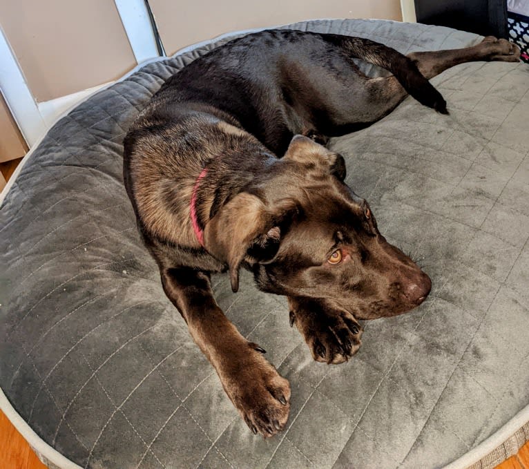 Cedar, a Neapolitan Mastiff and Cane Corso mix tested with EmbarkVet.com