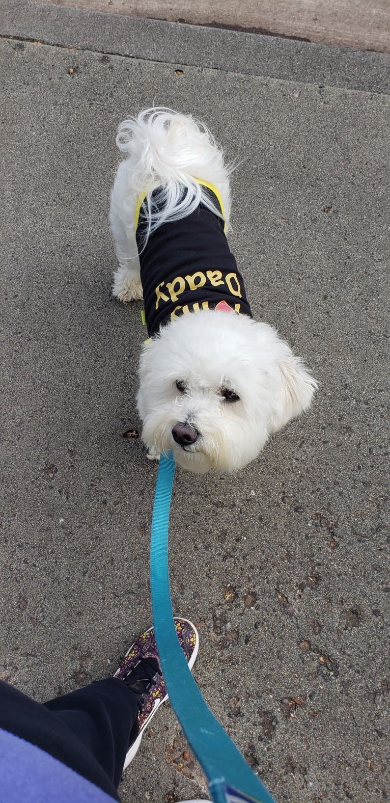 Benji, a Poodle (Small) and Bichon Frise mix tested with EmbarkVet.com