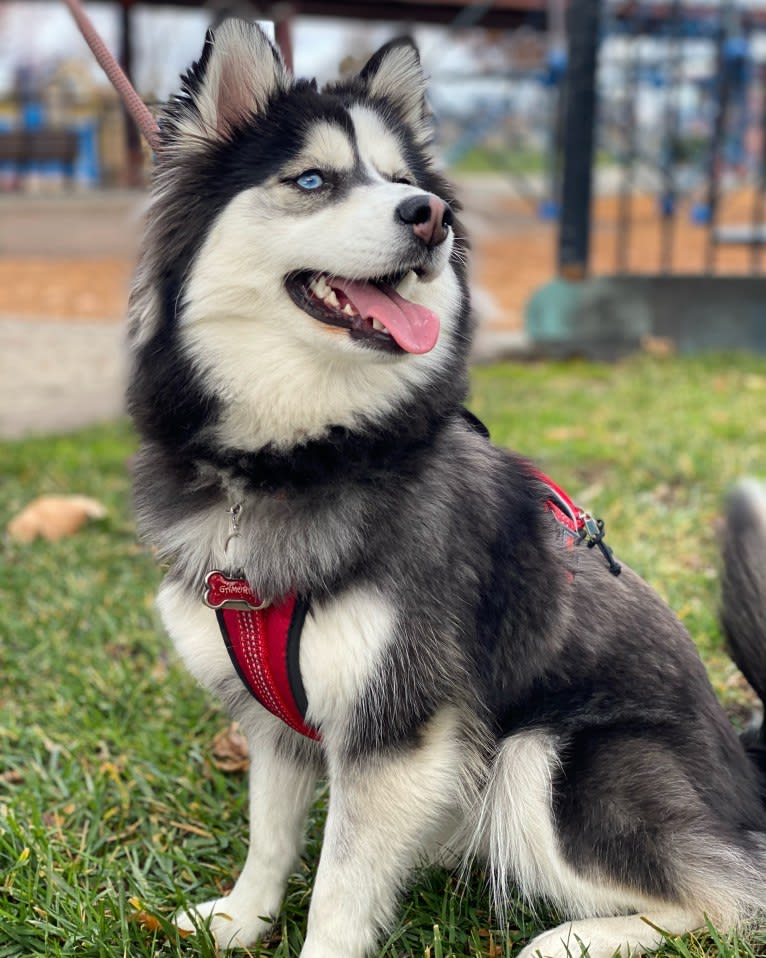 Gamora, a Pomsky tested with EmbarkVet.com