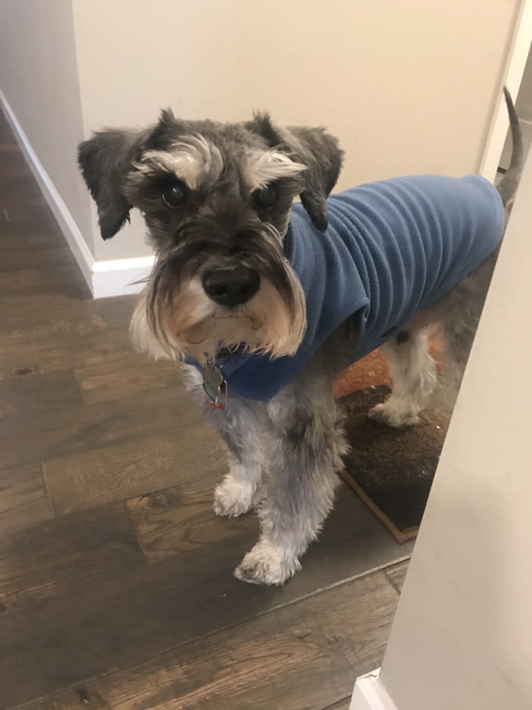 Max, a Miniature Schnauzer tested with EmbarkVet.com