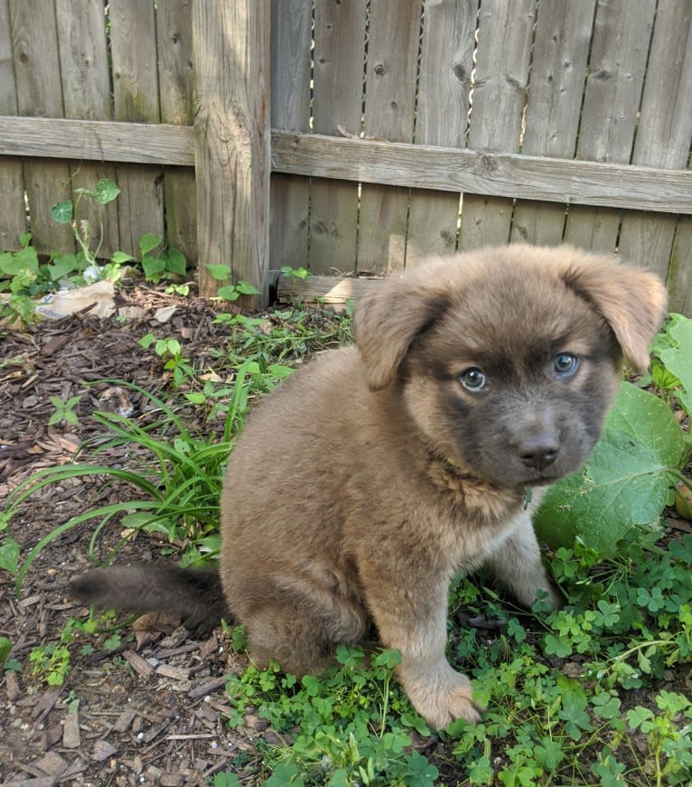 Poco, an American Pit Bull Terrier and Chow Chow mix tested with EmbarkVet.com