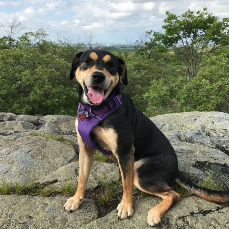 Kita, a Labrador Retriever and American Pit Bull Terrier mix tested with EmbarkVet.com