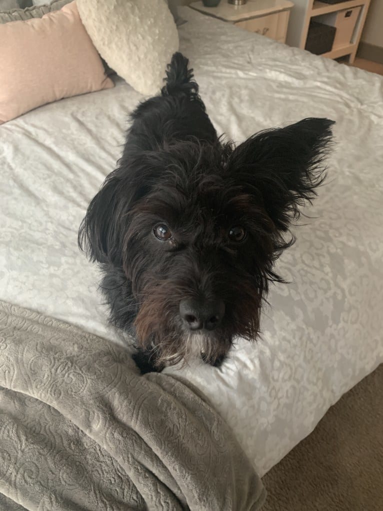 Brody, a Yorkshire Terrier and Poodle (Small) mix tested with EmbarkVet.com