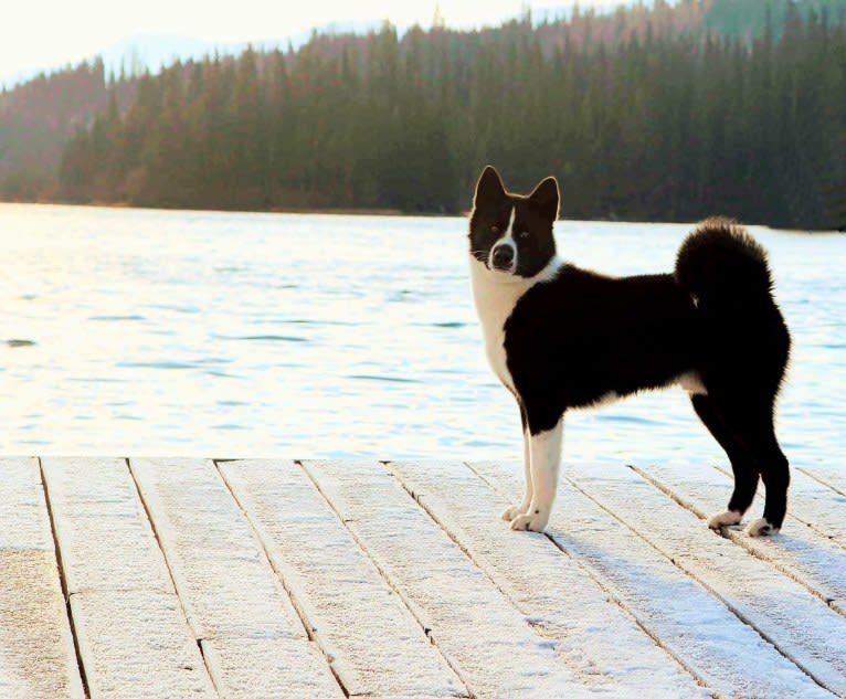 Nalle, a Karelian Bear Dog tested with EmbarkVet.com