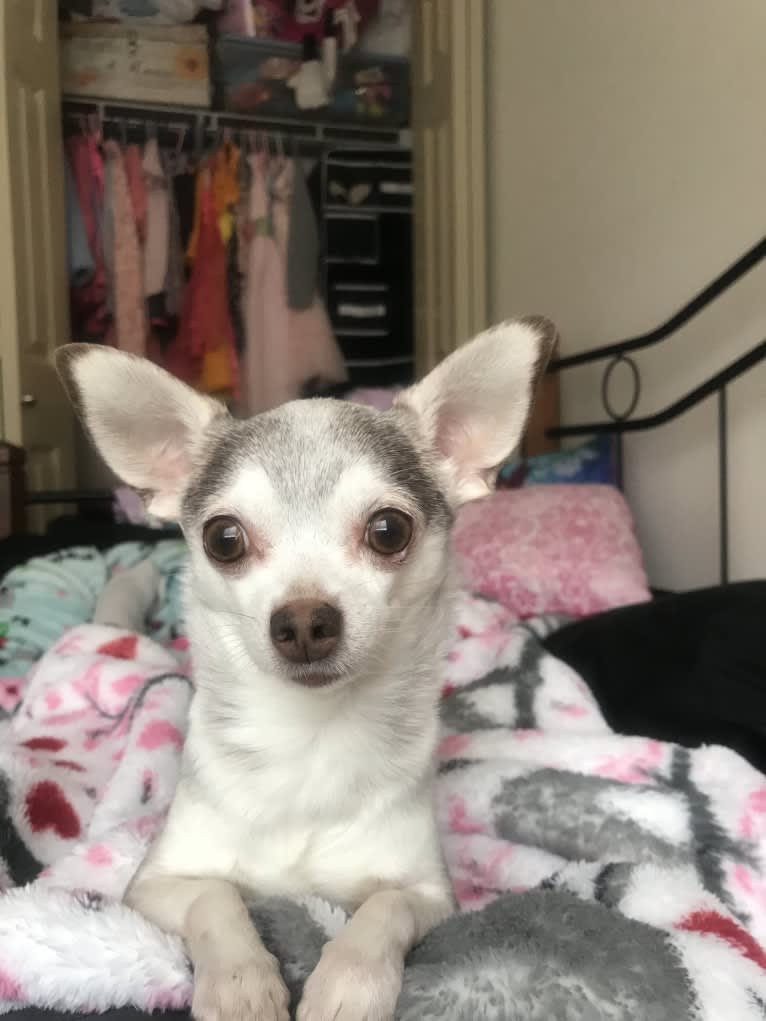 Chiko, a Chihuahua and Miniature Pinscher mix tested with EmbarkVet.com