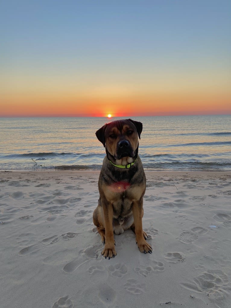 Lenny, a Rottweiler and American Pit Bull Terrier mix tested with EmbarkVet.com