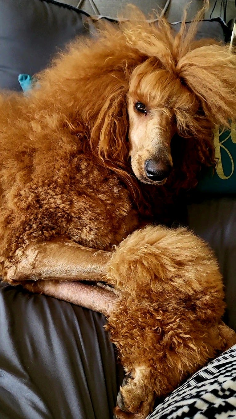 Sir Luka Barron of Glenn-Evers Performance Poodles, a Poodle (Standard) tested with EmbarkVet.com