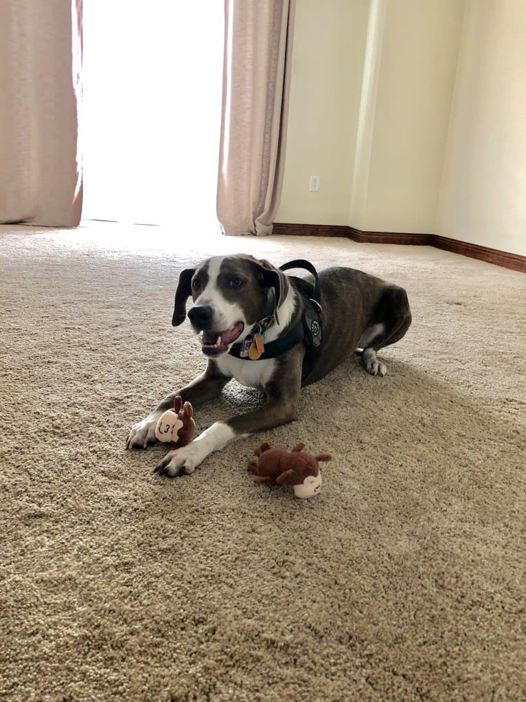 Nashville, a Coonhound and Mixed mix tested with EmbarkVet.com