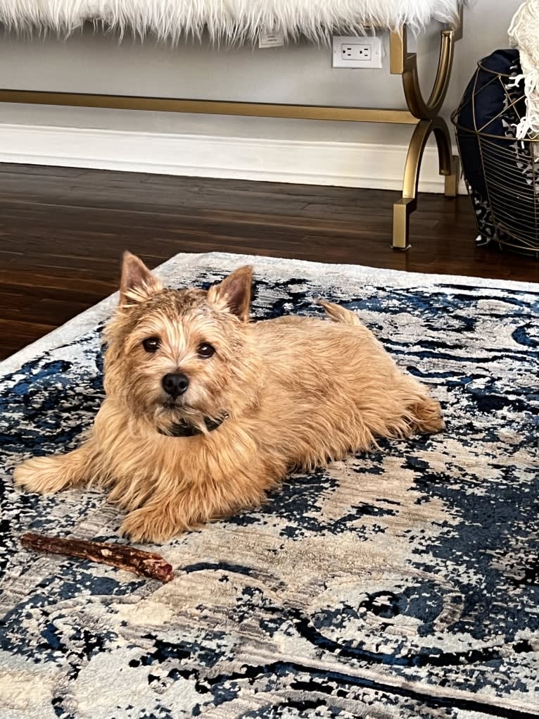 Rigby, a Norwich Terrier tested with EmbarkVet.com