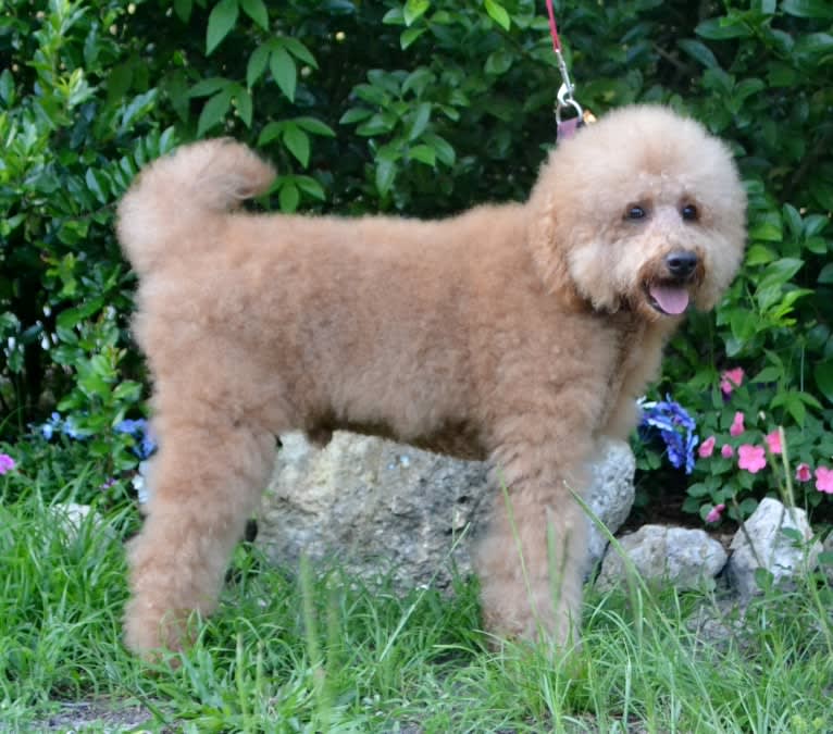 Teddy Bear, a Labradoodle tested with EmbarkVet.com