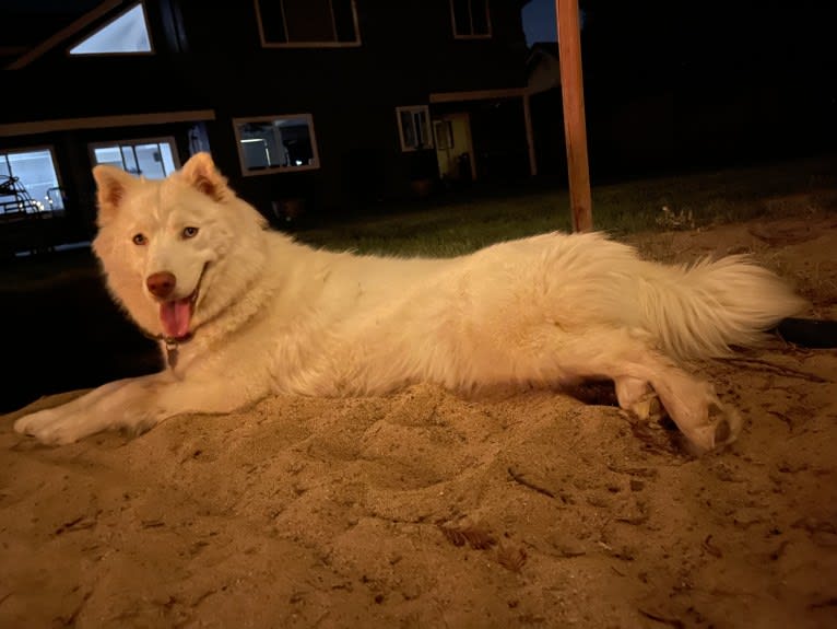 Aspen of Freedom Huskies, a Siberian Husky tested with EmbarkVet.com