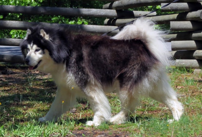 Padfoot, a Siberian Husky tested with EmbarkVet.com