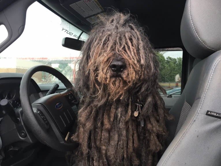 MARZIO, a Bergamasco Sheepdog tested with EmbarkVet.com