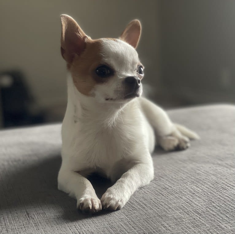Primrose, a Chihuahua tested with EmbarkVet.com