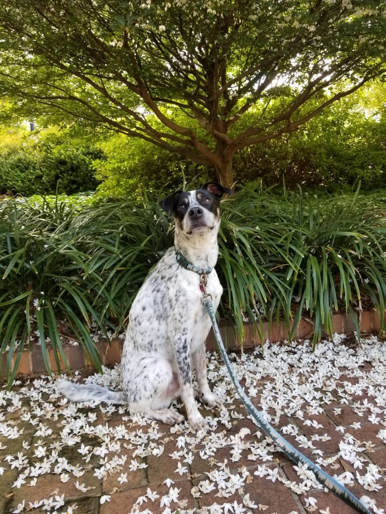 Bear, an American Village Dog tested with EmbarkVet.com