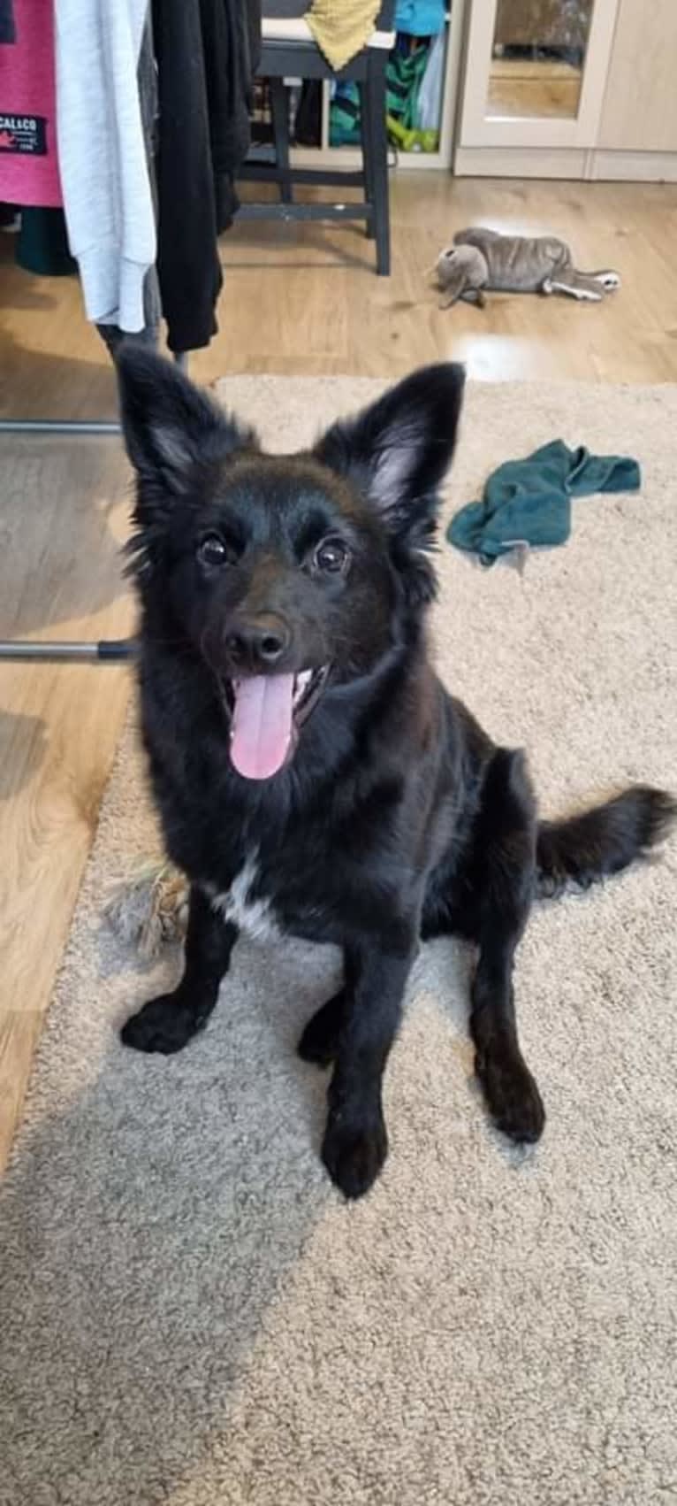 Füge, a Border Collie and Pomeranian mix tested with EmbarkVet.com