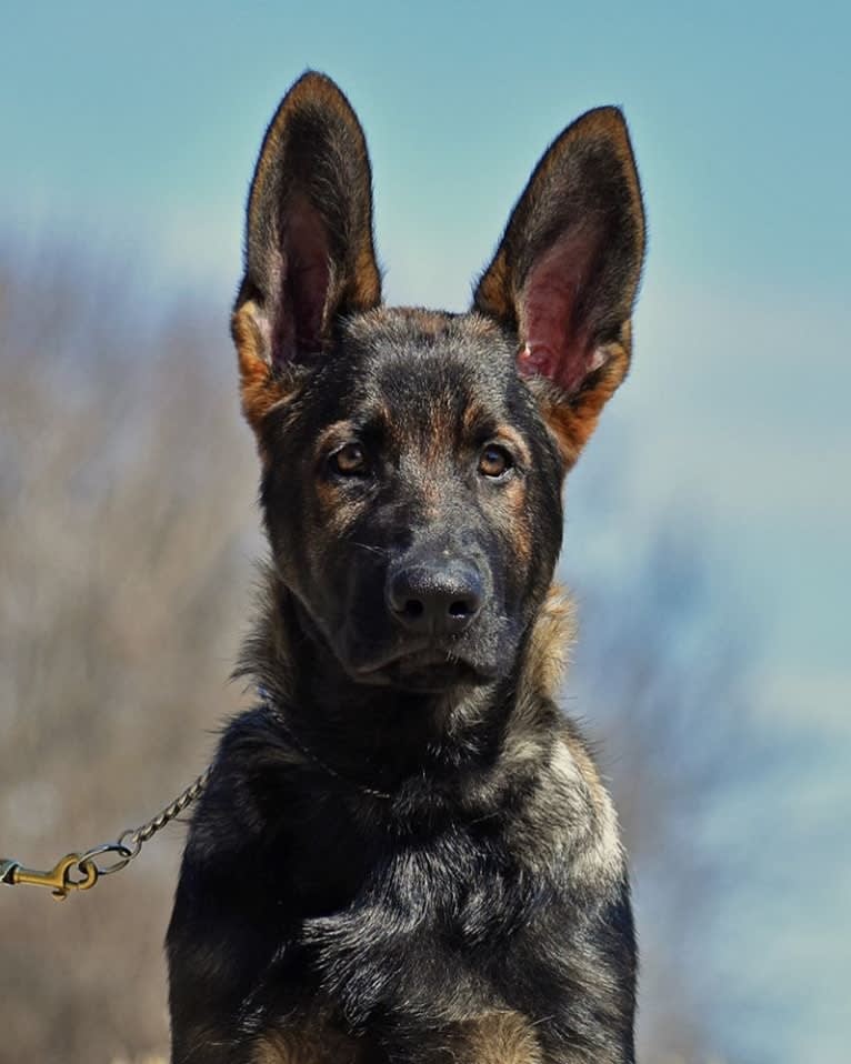 Booth vom Wahrsten, a German Shepherd Dog tested with EmbarkVet.com