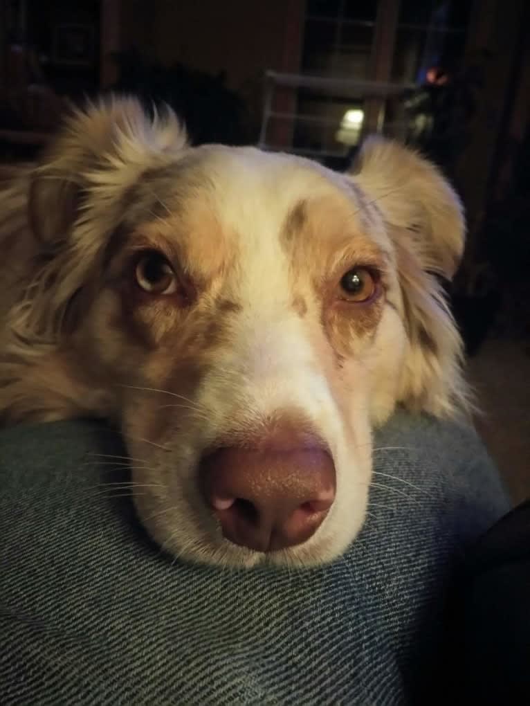 Brizzie, an Australian Shepherd tested with EmbarkVet.com