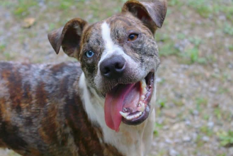 Hammer, a Boston Terrier and Australian Cattle Dog mix tested with EmbarkVet.com