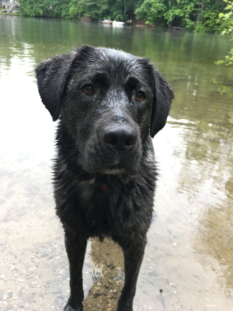 Ula, a Labrador Retriever and Saint Bernard mix tested with EmbarkVet.com