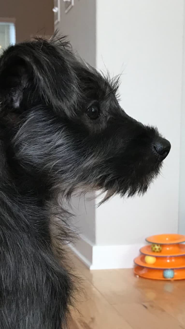 Wizard, a Miniature Schnauzer and Poodle (Small) mix tested with EmbarkVet.com