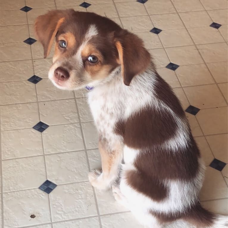 Photo of Lucy, a Beagle, Cocker Spaniel, Miniature Pinscher, Pomeranian, Basset Hound, and Australian Cattle Dog mix in Rochester, NY, USA