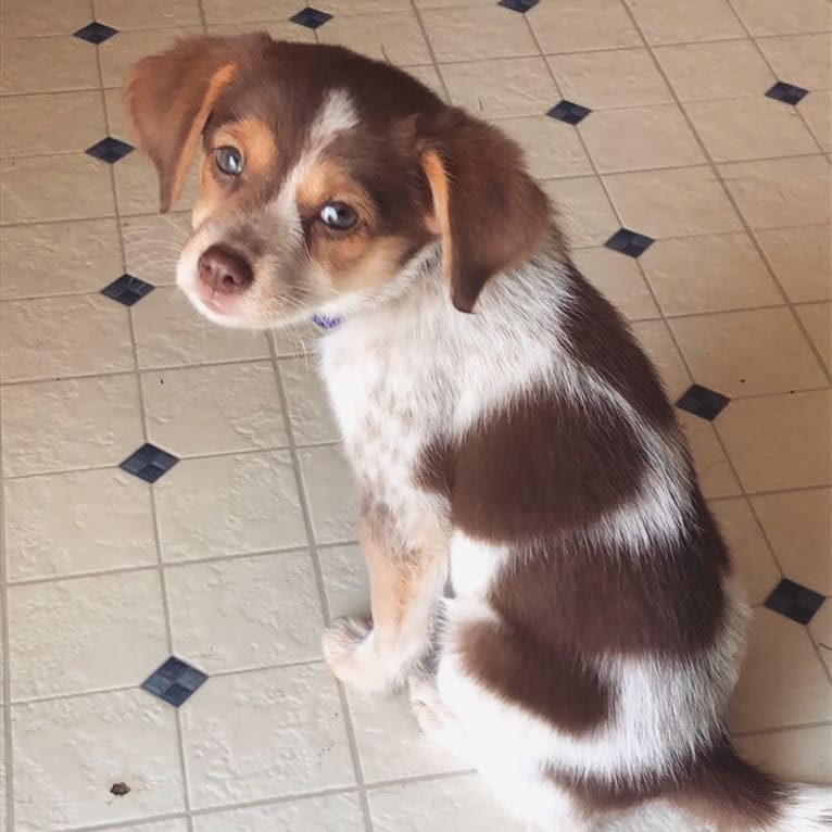 Lucy, a Beagle and Cocker Spaniel mix tested with EmbarkVet.com