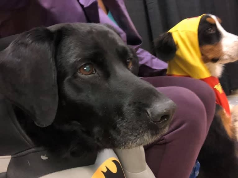 Bear, a German Shorthaired Pointer and Australian Cattle Dog mix tested with EmbarkVet.com